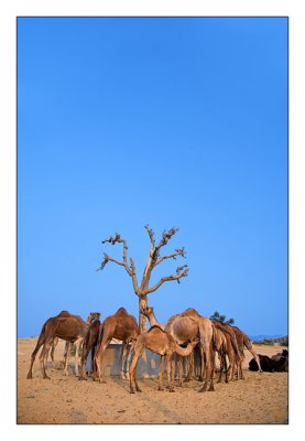 Camels Eating 02
