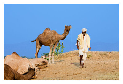 Camel Trader 06