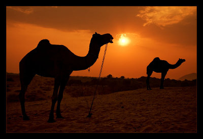 Camels at Dusk 02