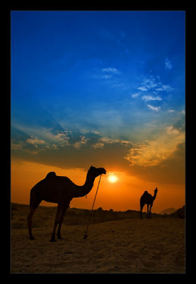 Camels at Dusk 06