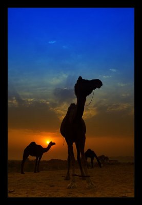 Camels at Dusk 07