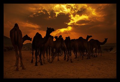 Camels at Dusk 08