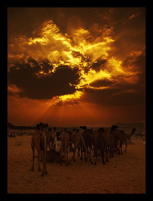 Camels at Dusk 09