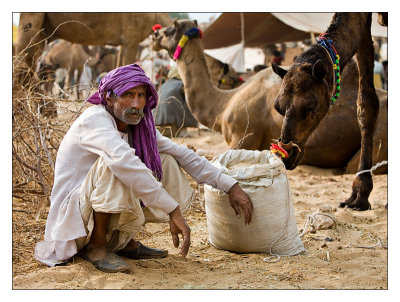 Camel Trader 17