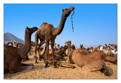 Camels 04