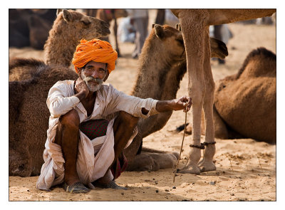 Camel Trader 22