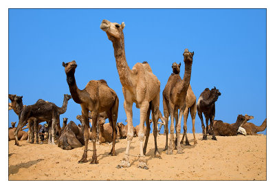 Camels 07