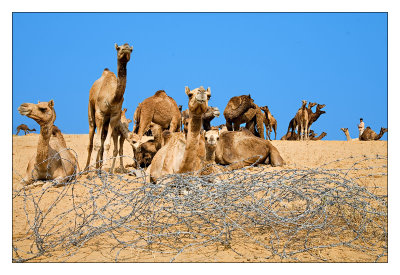 Camels 08
