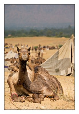 Camels 09