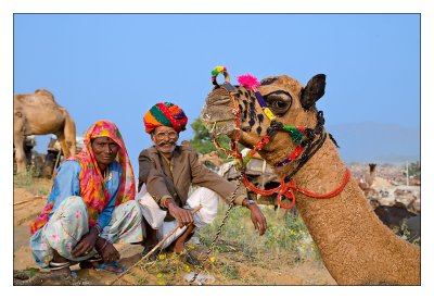 Camel Trader 29