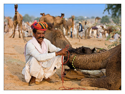 Camel Trader 30