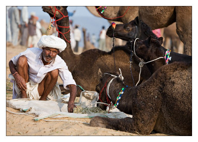Camel Trader 35