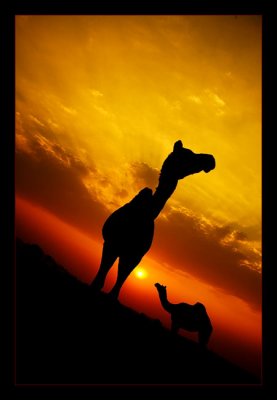 Camels at Dusk 04