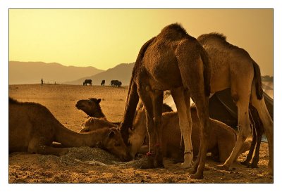 Camels 12