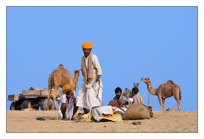 Camel Trader 41