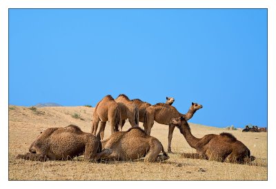 Camels 14