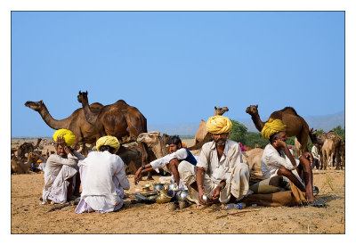 Camel Trader 46