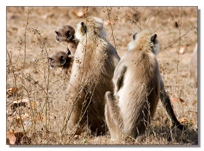 Langur Family