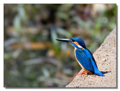 Common Kingfisher 1