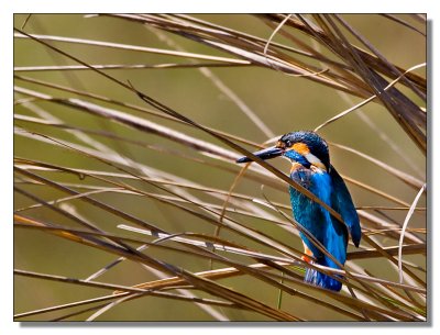 Common Kingfisher 2