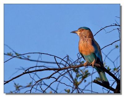 Indian Roller 2