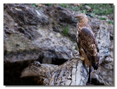 Changeable Hawk Eagle 2