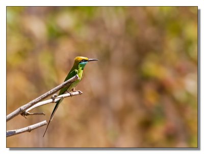 Green Bee Eater