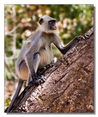 Langur