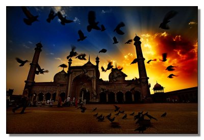 Flying Pigeons