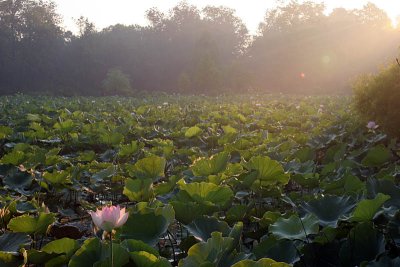 Kenilworth Aquatic Gardens
