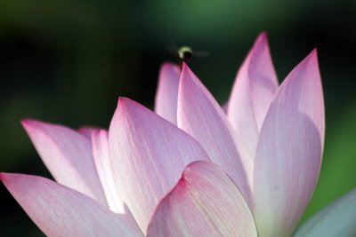 Kenilworth Aquatic Gardens