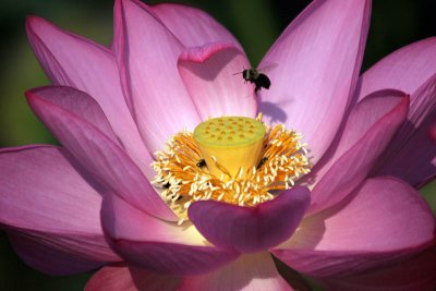 Kenilworth Aquatic Gardens
