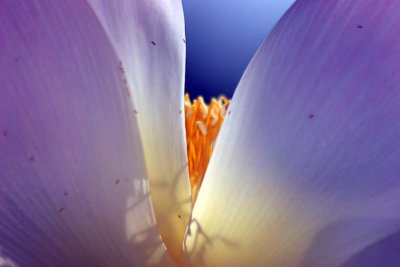Kenilworth Aquatic Gardens