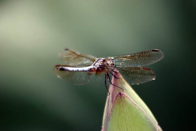 Kenilworth Aquatic Gardens