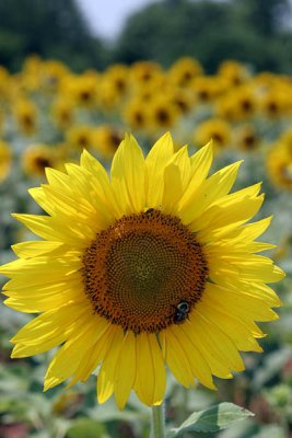 IMG_7010.jpg