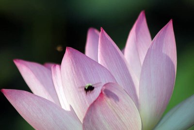 Kenilworth Aquatic Gardens