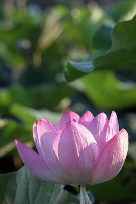 Kenilworth Aquatic Gardens