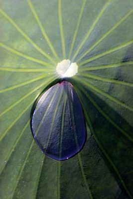 Kenilworth Aquatic Gardens