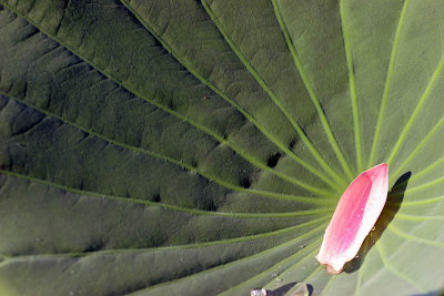 Kenilworth Aquatic Gardens