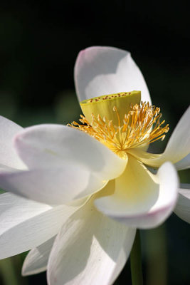 Kenilworth Aquatic Gardens