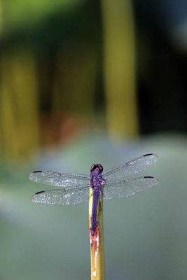 Kenilworth Aquatic Gardens