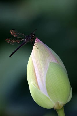 Kenilworth Aquatic Gardens