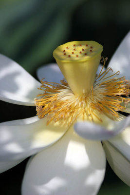 Kenilworth Aquatic Gardens