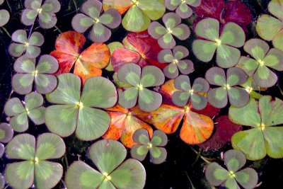 Pond pattern