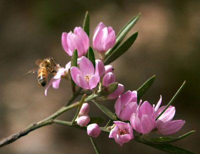 Eriostemon and visitor