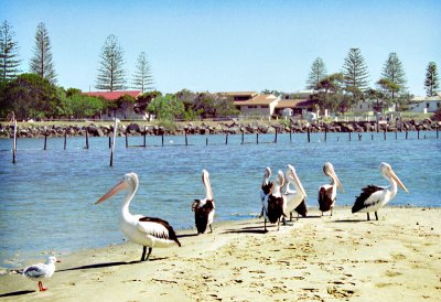 Clarence River Pelicans