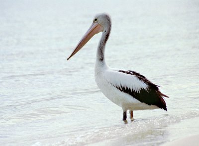 Paddling Pelican