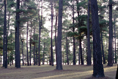 Canberra Pines