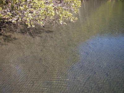 Sunlight and a mangrove