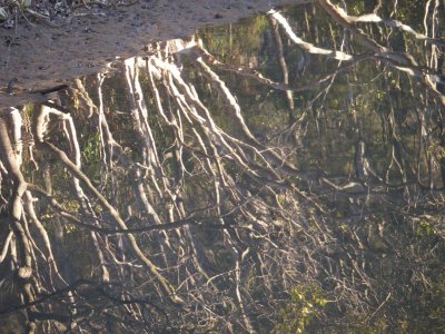 Reflected mangroves